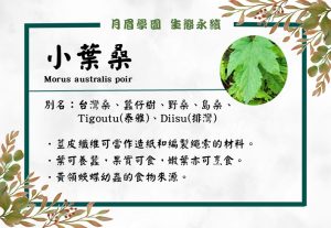 Read more about the article 認識小葉桑