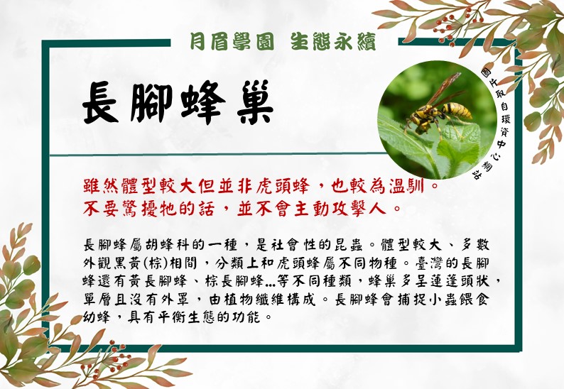 Read more about the article 認識長腳蜂巢