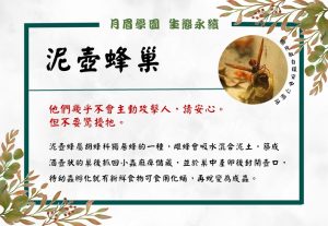 Read more about the article 泥壺蜂巢是什麼