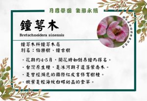 Read more about the article 花形像吊鐘~鐘萼木